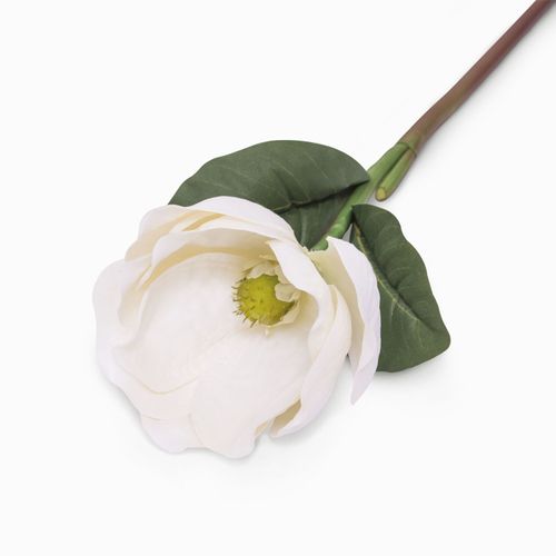Magnolia blanca