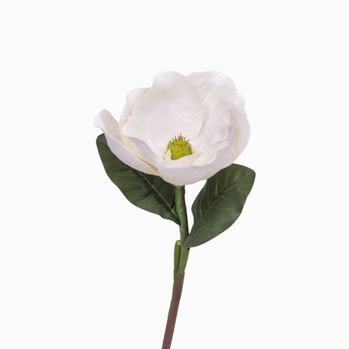 Magnolia blanca