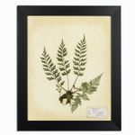 Herbario blanco 35x50