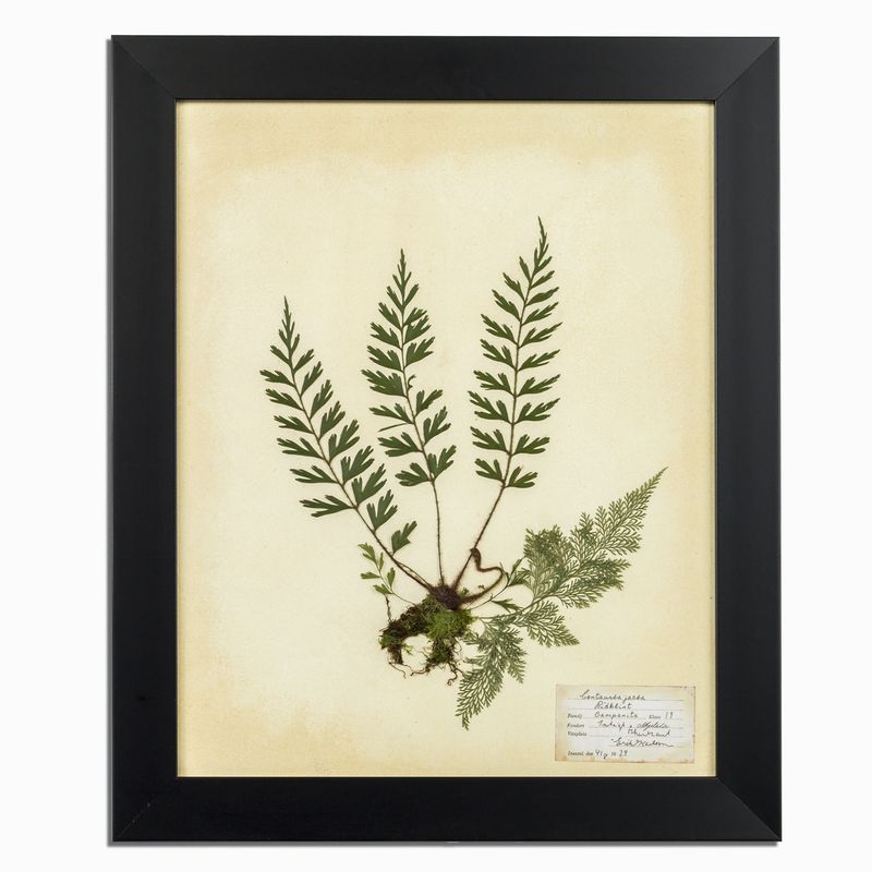 Herbario blanco 35x50
