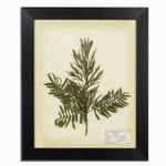 Herbario blanco 35x50