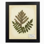 Herbario blanco 35x50