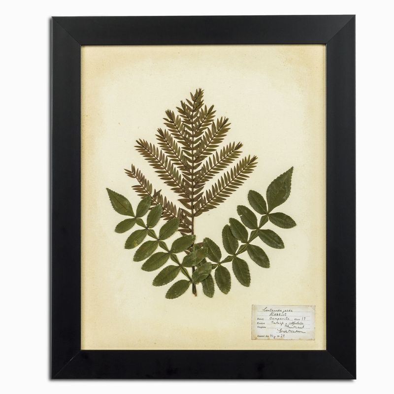 Herbario blanco 35x50