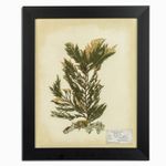 Herbario blanco 35x50