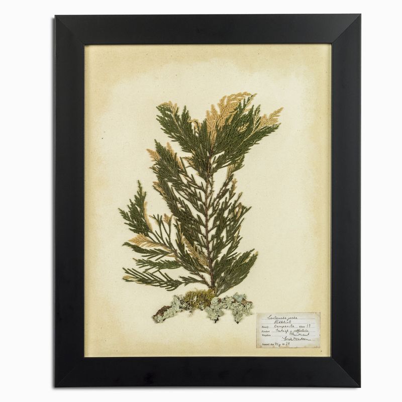 Herbario blanco 35x50