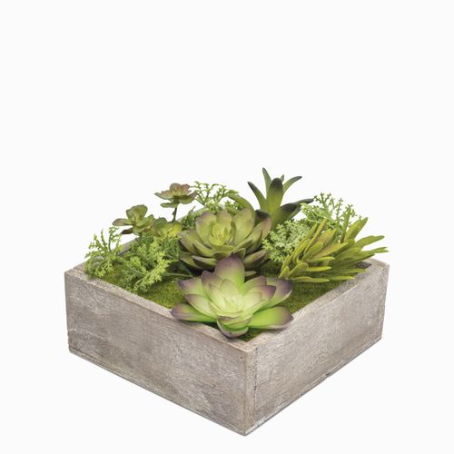 Caja minisuculenta 14.5x14.5cm