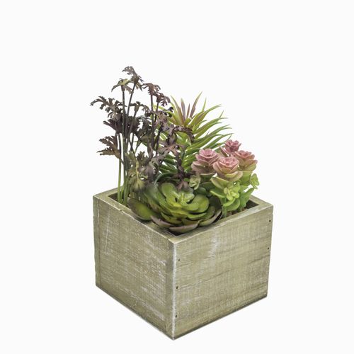 Caja minisuculenta 10x10cm