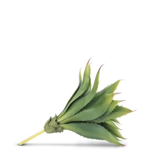 Suculenta abierta
