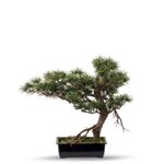 Bonsai pino