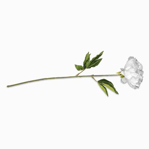 Peonia blanca 70cm
