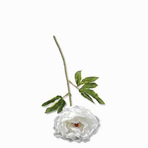 Peonia blanca 70cm