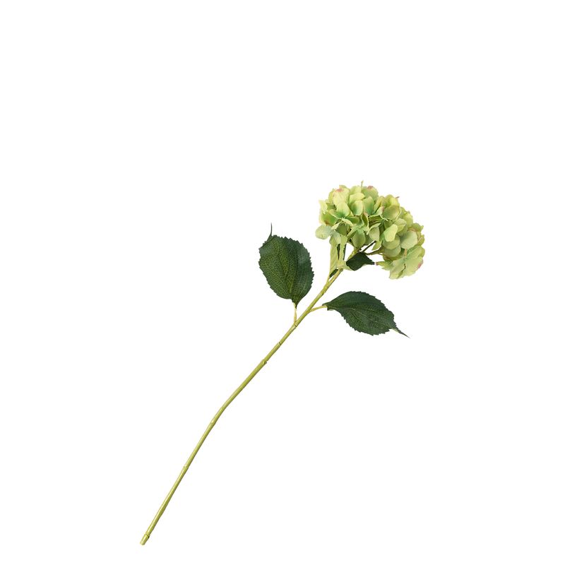 Hortensia verde