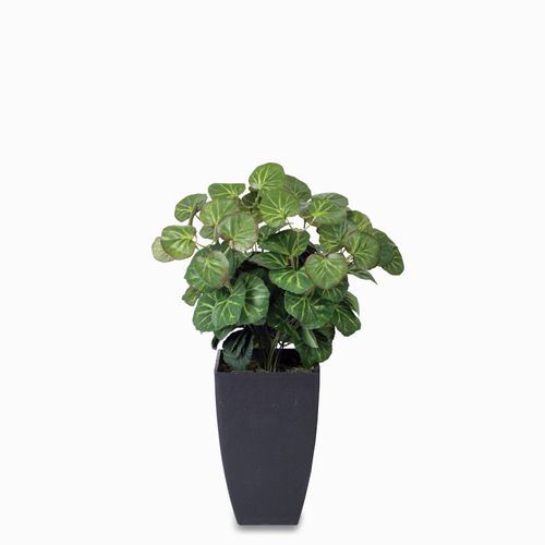 Geranium