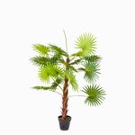 Mini palmera ventilador 120 cm