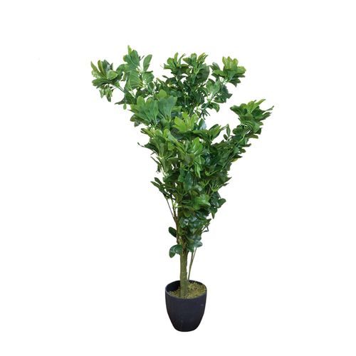 Cheflera 120 cm