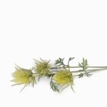 Flor pulsatilla