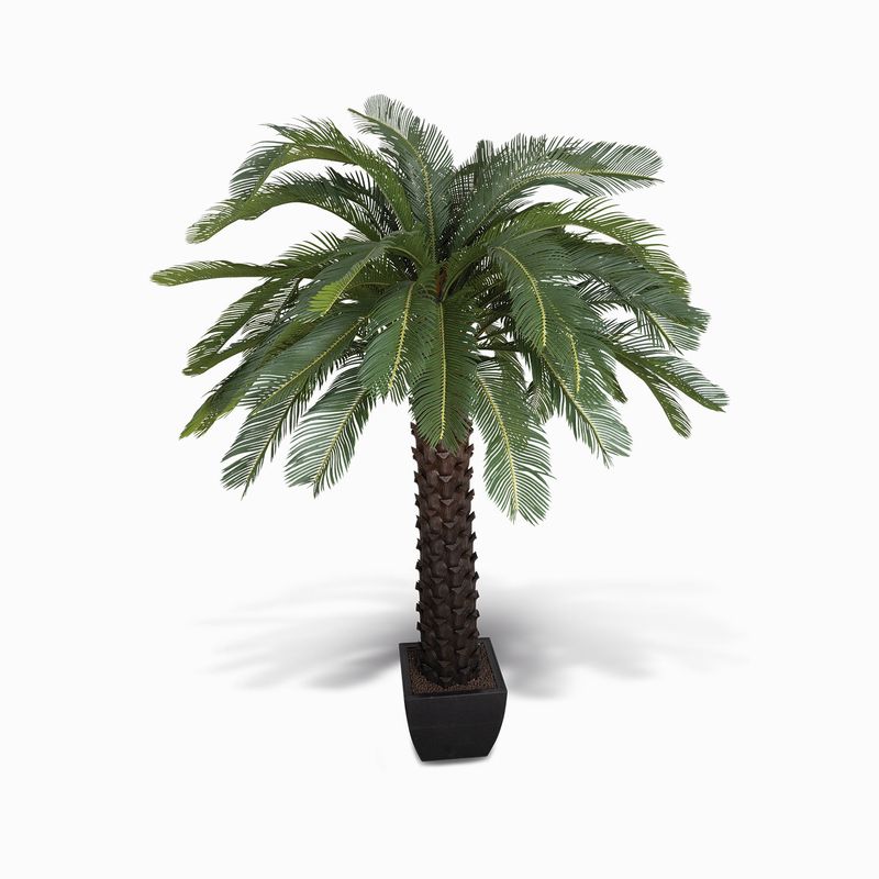 Arbol de cycad abierto 210cm