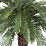 Arbol de cycad abierto 210cm