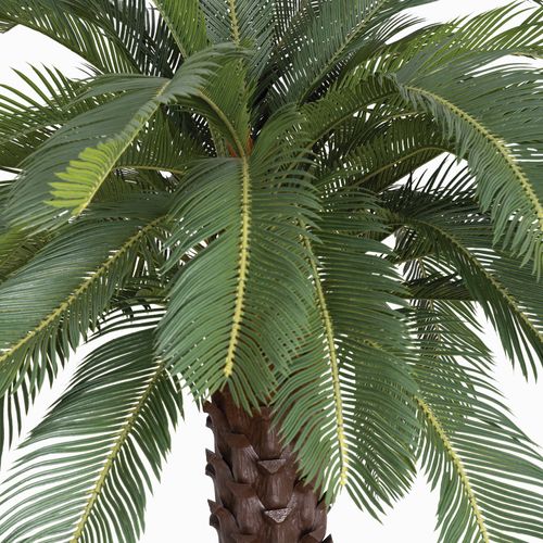 Árbol de cycad abierto 210cm