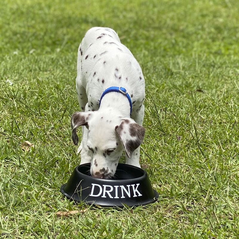 Tazon-para-mascotas-drink-negro