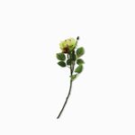 Rosa-spray-verde-67cm