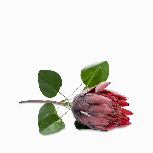 Flor protea