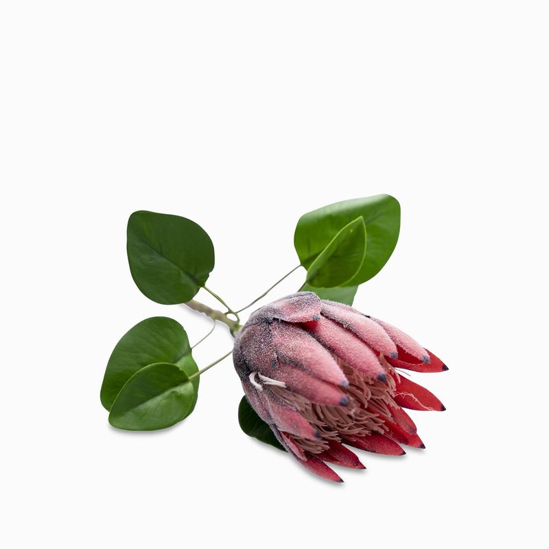 Flor-protea