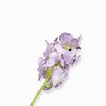 Orquidea-vanda