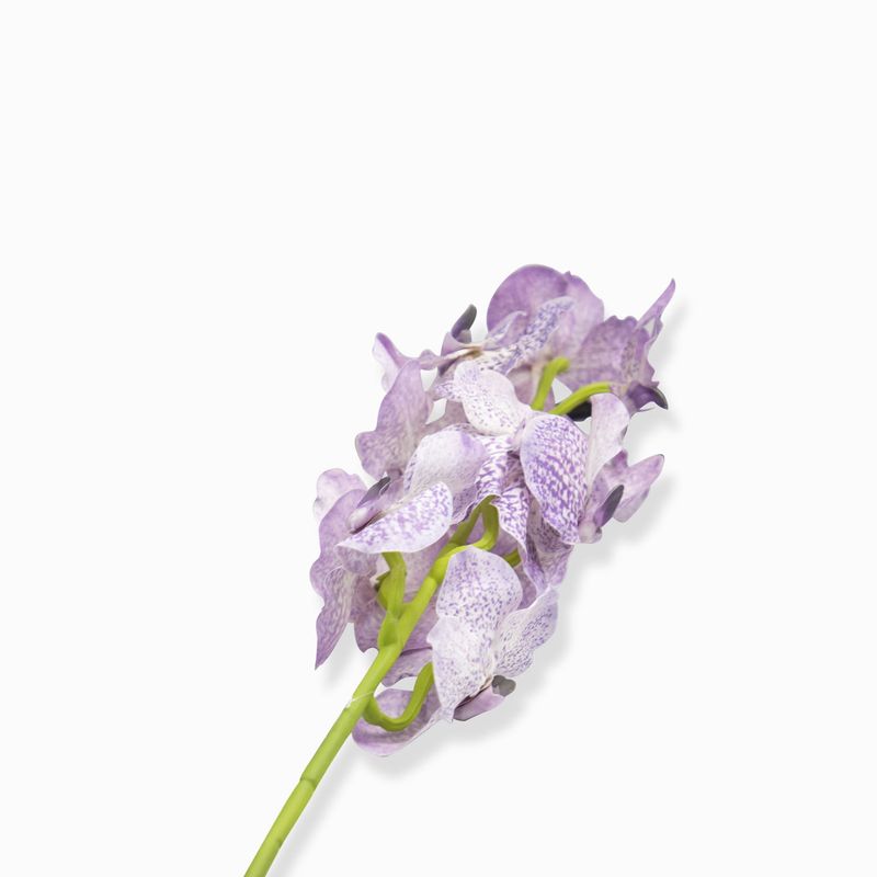 Orquidea-vanda