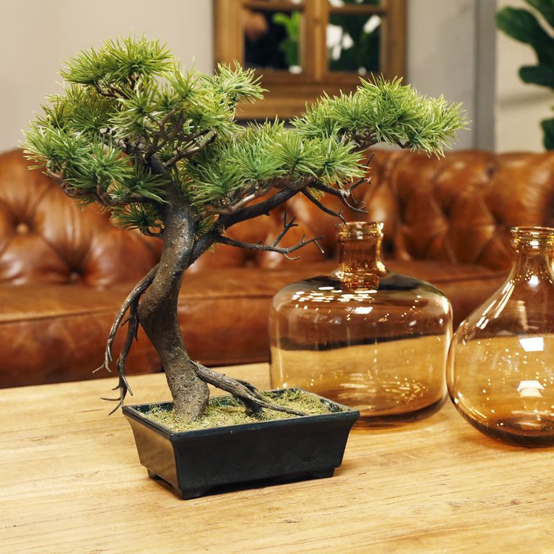 Bonsai-pino