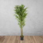 Planta-Bambu