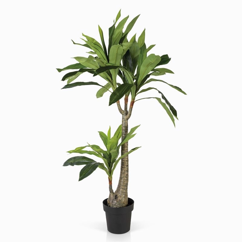 Dracena-130-cm