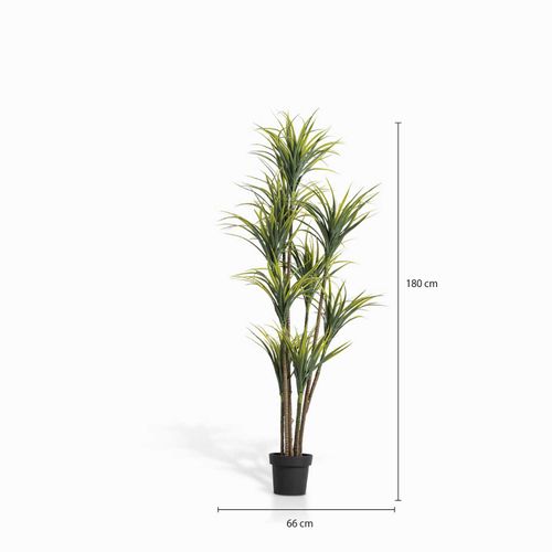 Planta Agave 180 cm
