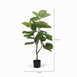 Arbol-Ficus-125-cm