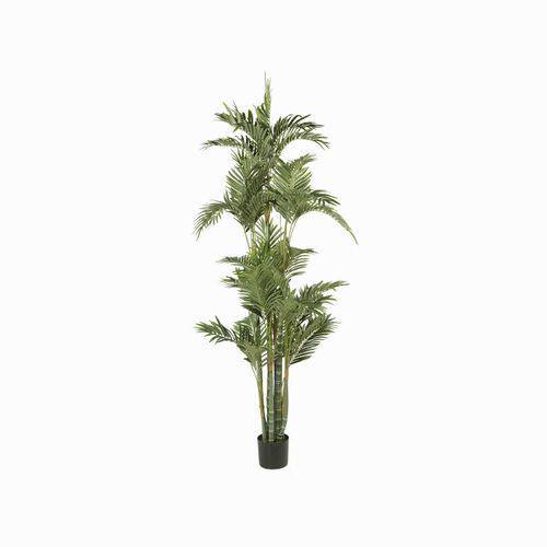 Palmera Dorada Ornamental