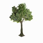 Arbol-Ficus