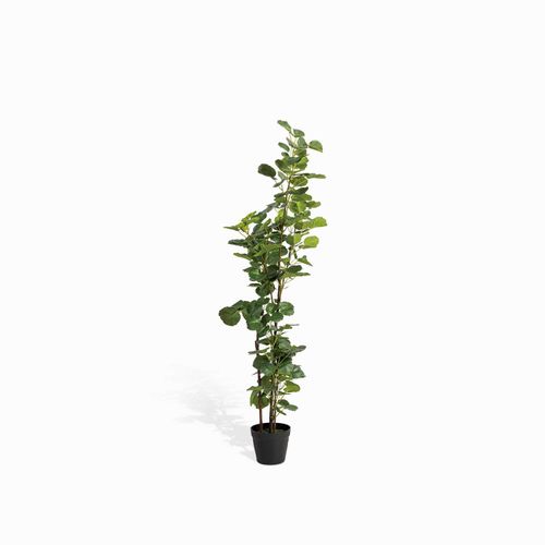 Planta Araliacea Artificial