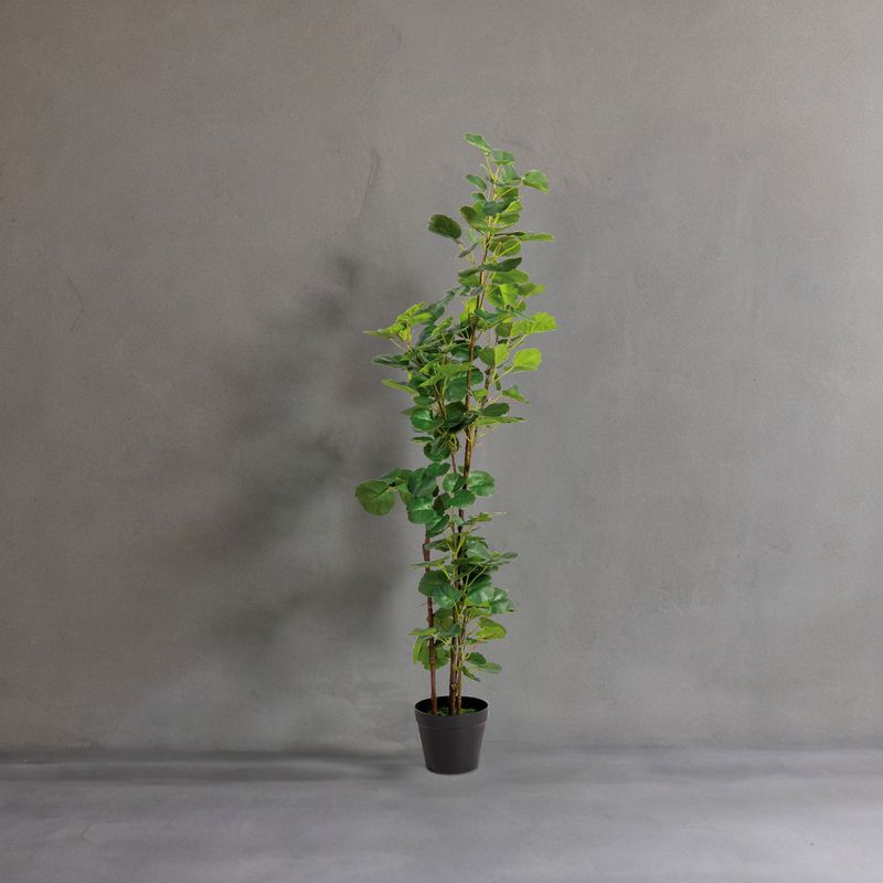 Planta-Araliacea