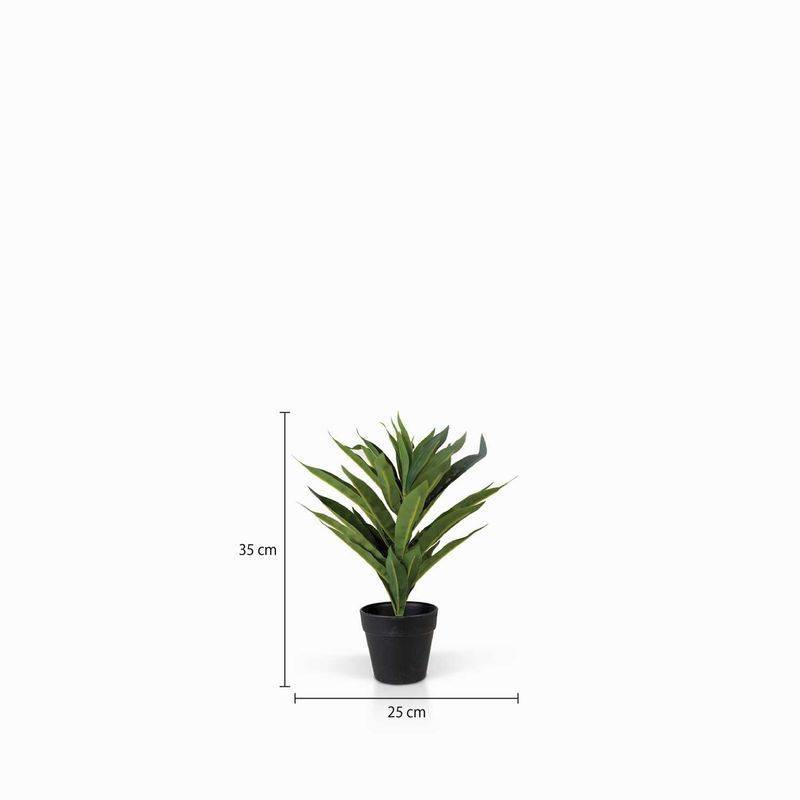 Planta-Lilium