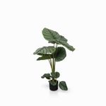 Planta-Arruz