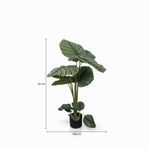 Planta-Arruz