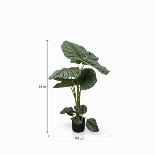 Planta Arruz
