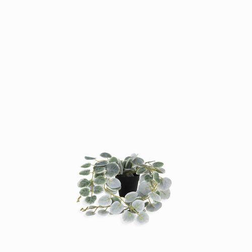 Planta Ceropegi