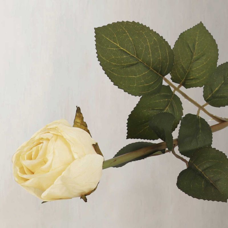 Rosa-crema-50cm