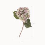 Hortensia-Purpura