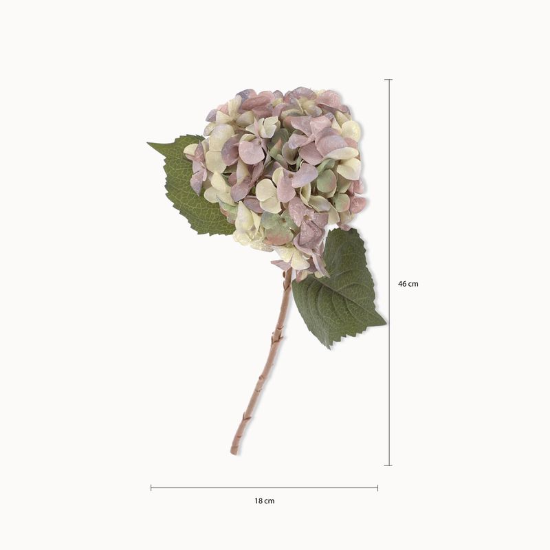 Hortensia-Purpura