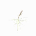 Junco-natural-150cm