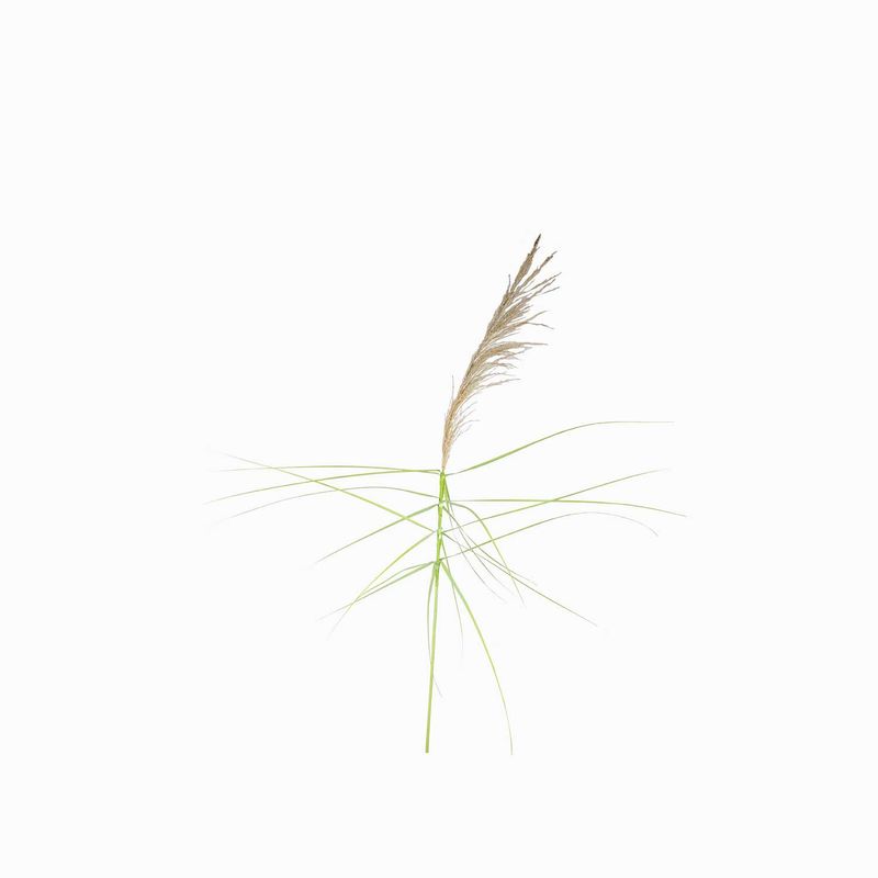 Junco-natural-150cm
