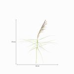 Junco-natural-150cm