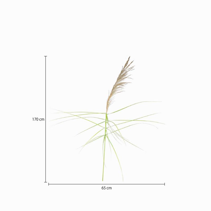 Junco-natural-150cm